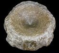 Large Ichthyosaur Vertebra - Dorest, England #22100-2